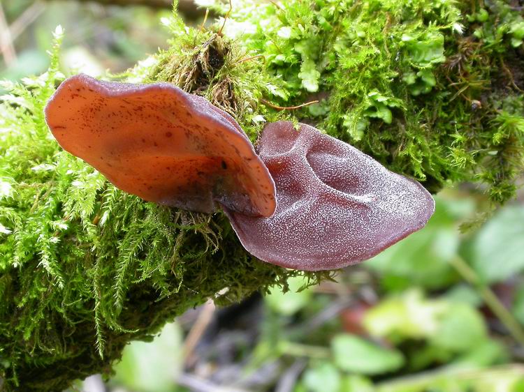 Auricularia auriculajudae Bild 3
