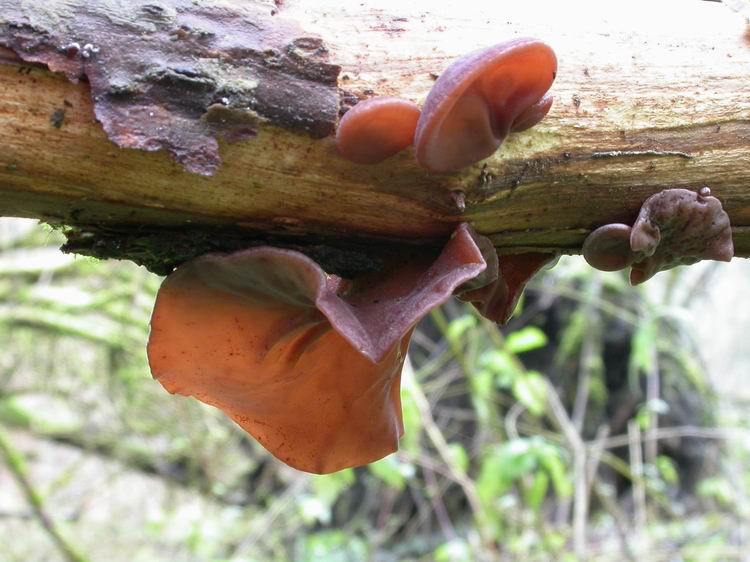 Auricularia auriculajudae Bild 4