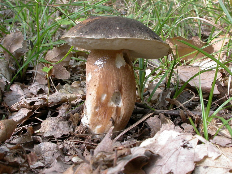 Boletus aereus Bild 1