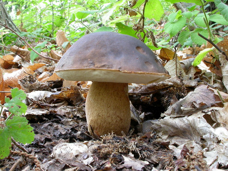 Boletus aereus Bild 3
