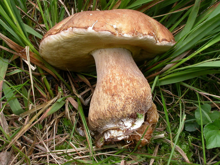 Boletus aestivalis Bild 1