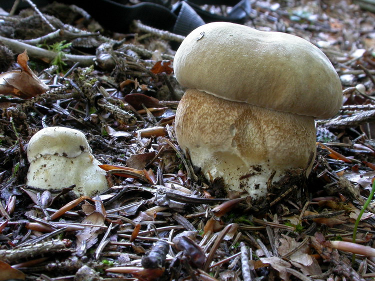 Boletus aestivalis Bild 3