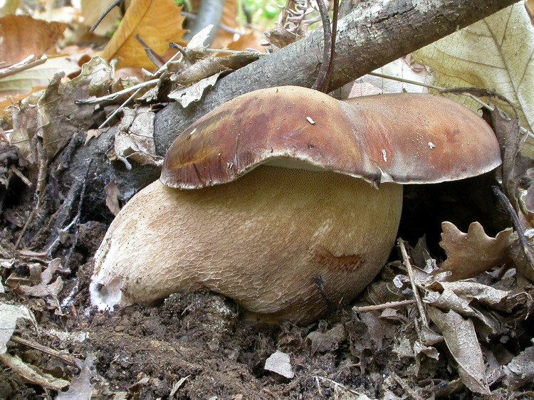 Boletus aestivalis Bild 4