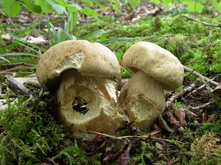 Boletus aestivalis Bild 5