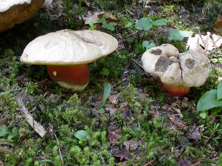 Boletus calopus Bild 2