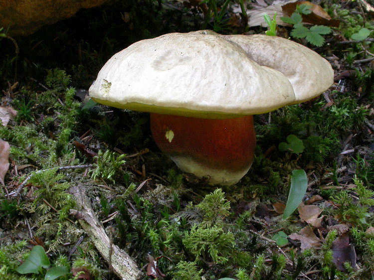 Boletus calopus Bild 3