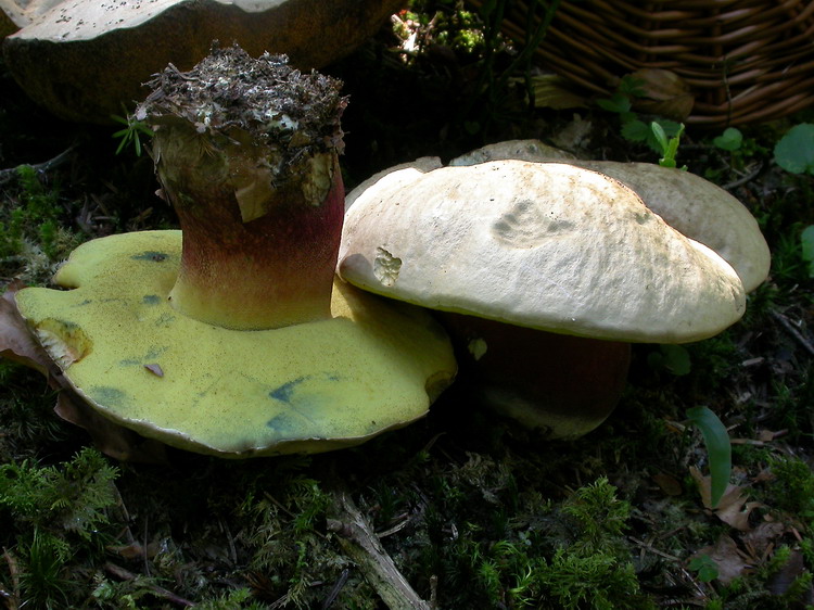 Boletus calopus Bild 4