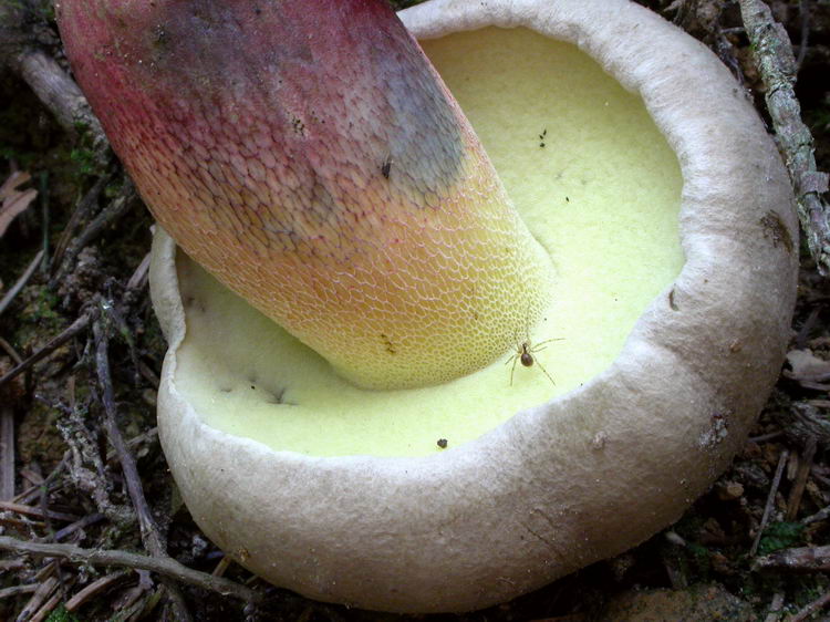 Boletus calopus Bild 8