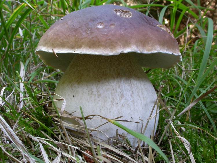 Boletus edulis Bild 1