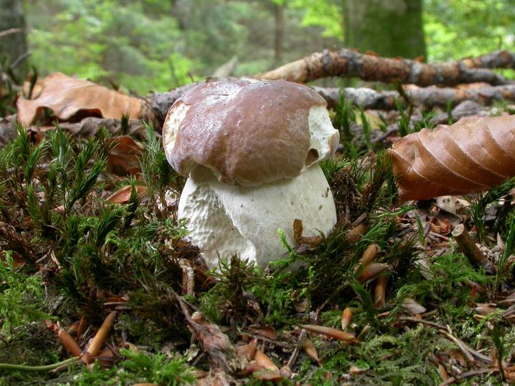 Boletus edulis Bild 2