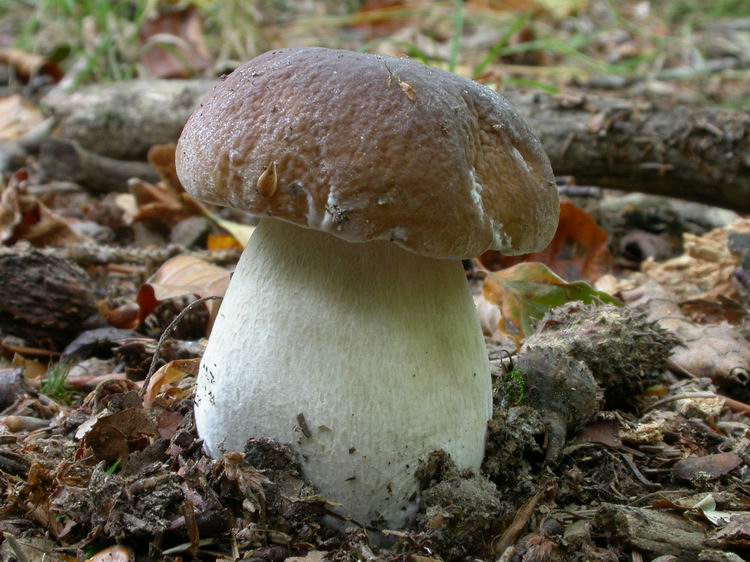 Boletus edulis Bild 3