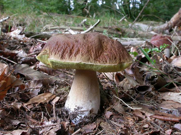 Boletus edulis Bild 4