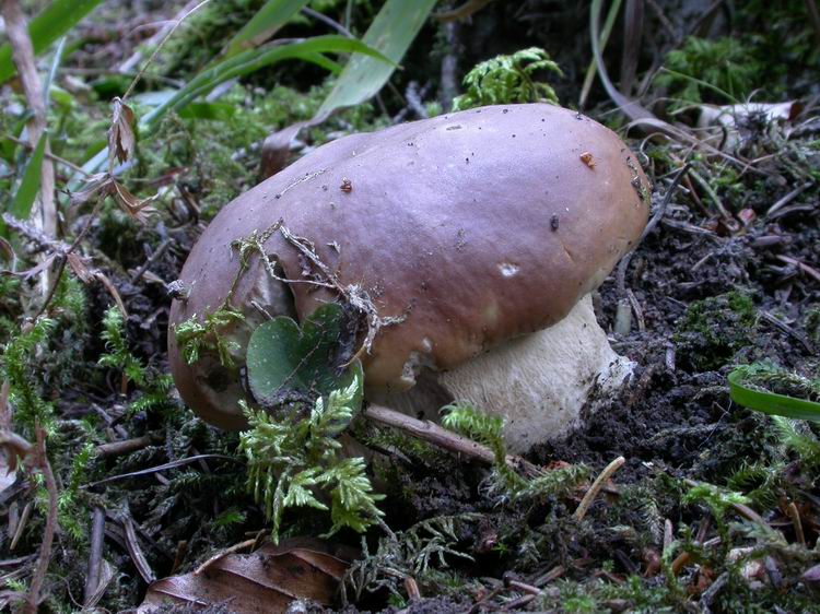 Boletus edulis Bild 8