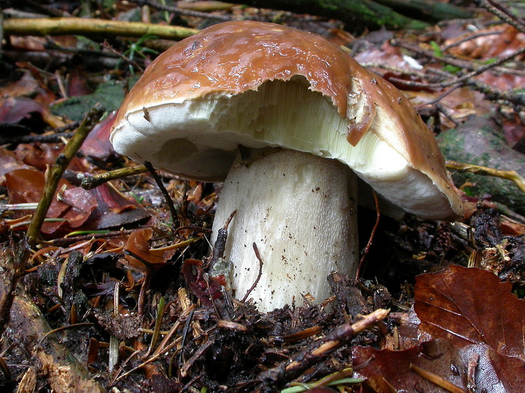 Boletus edulis Bild 9