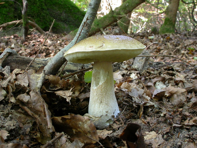 Boletus edulis Bild 10