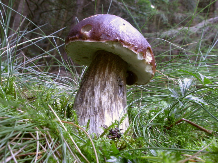Boletus edulis Bild 12