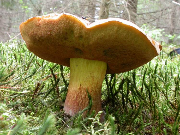 Boletus erythropus Bild 1