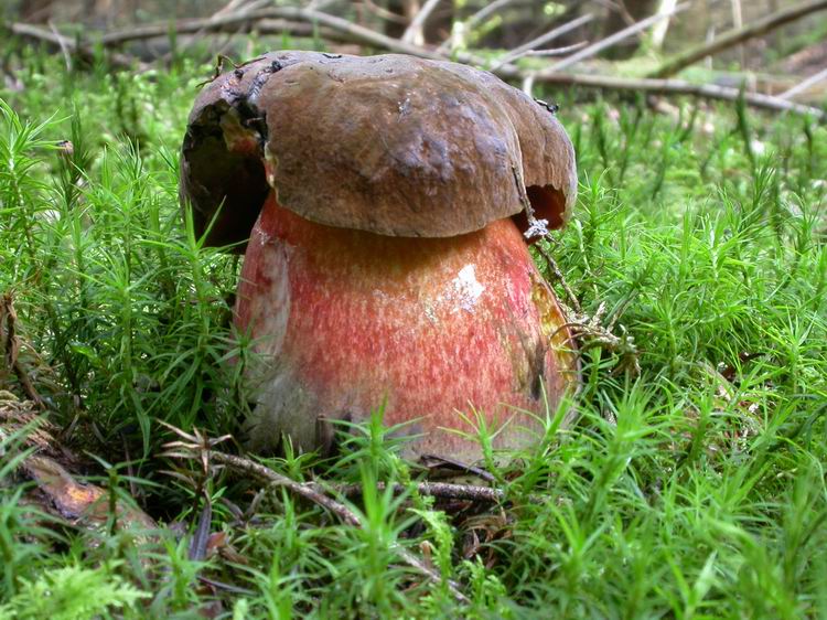 Boletus erythropus Bild 1