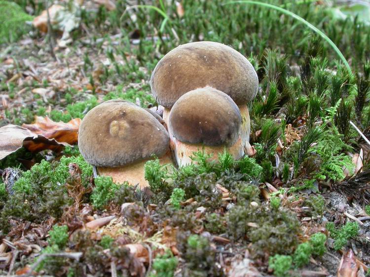 Boletus erythropus Bild 4