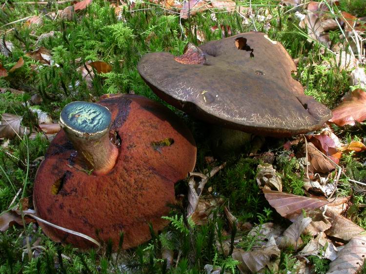 Boletus erythropus Bild 5