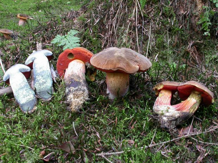 Boletus erythropus Bild 6