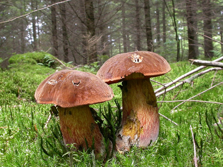 Boletus erythropus Bild 8