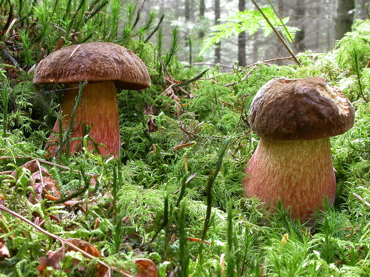 Boletus erythropus Bild 10