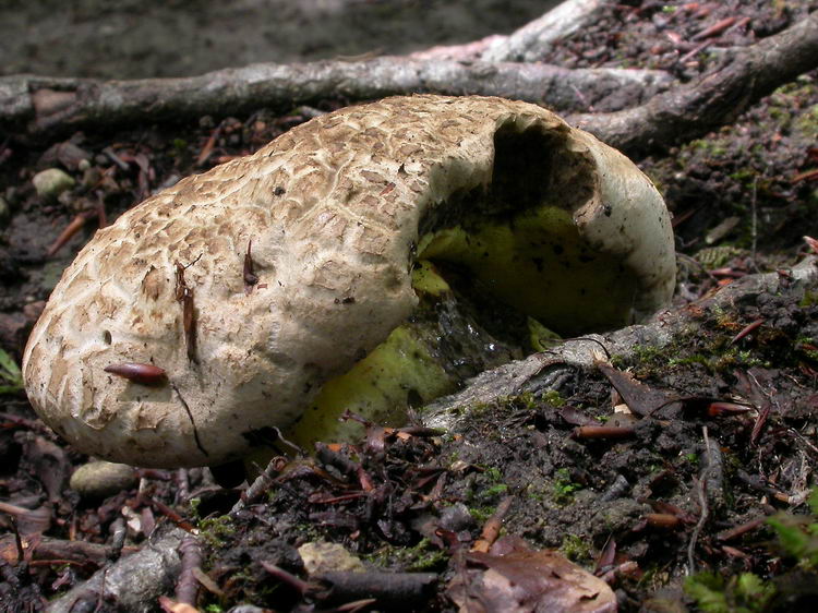 Boletus radicans Bild 1