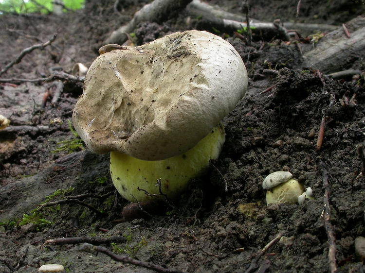 Boletus radicans Bild 2
