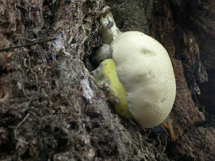 Boletus radicans Bild 1