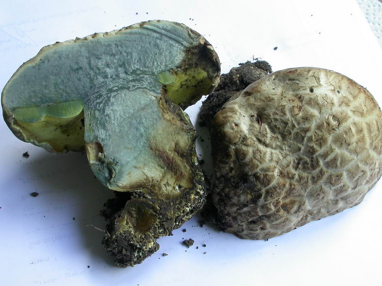 Boletus radicans Bild 6