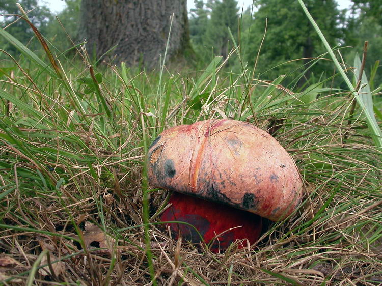 Boletus rhodopurpureus Bild 2