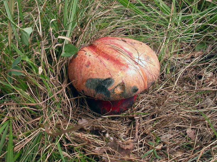 Boletus rhodopurpureus Bild 1