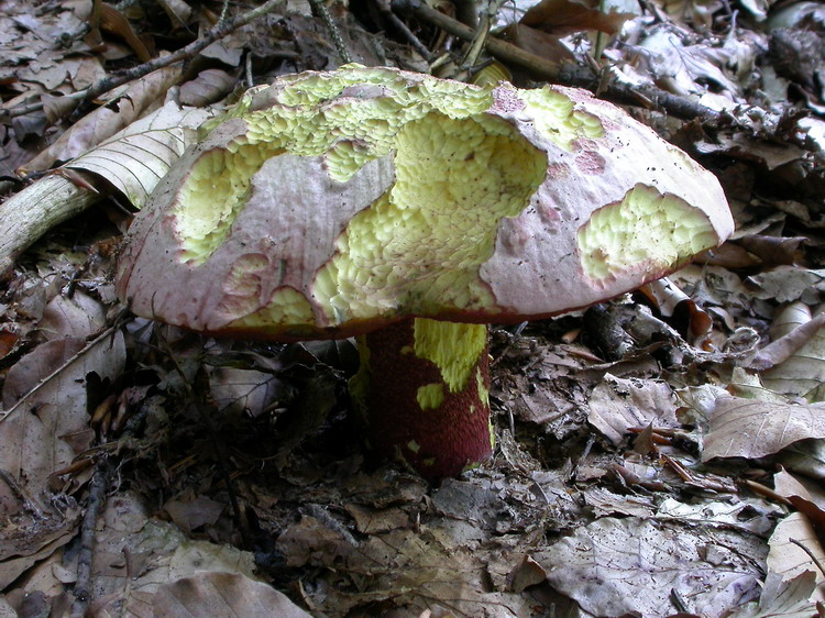 Boletus rhodoxanthus Bild 1