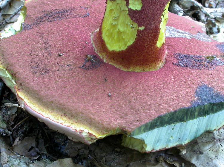 Boletus rhodoxanthus Bild 2