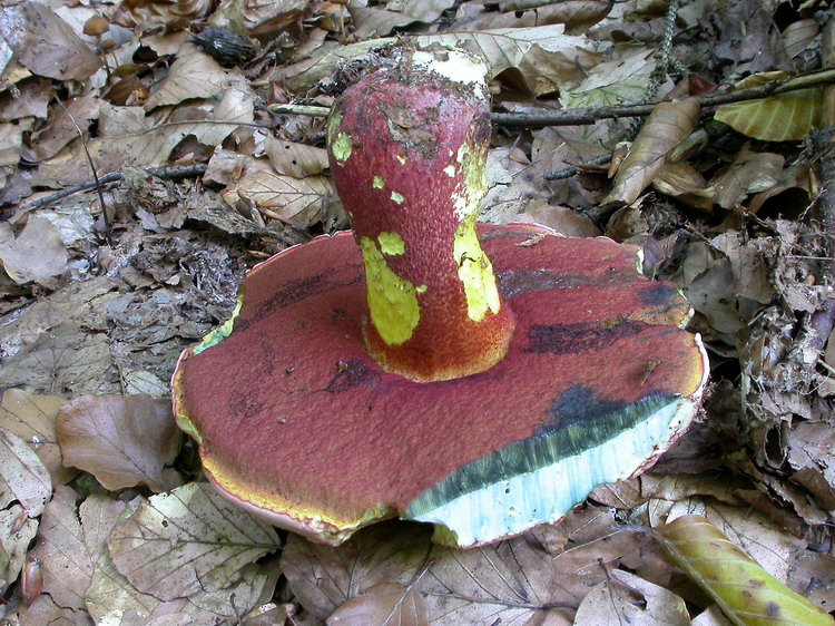 Boletus rhodoxanthus Bild 3