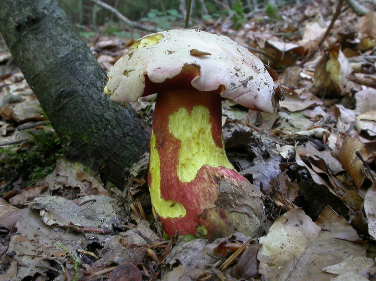 Boletus rhodoxanthus Bild 4
