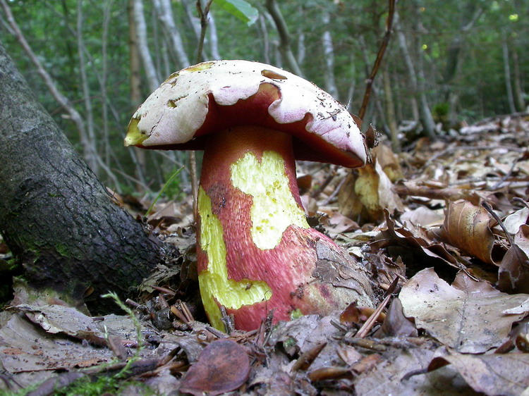 Boletus rhodoxanthus Bild 5