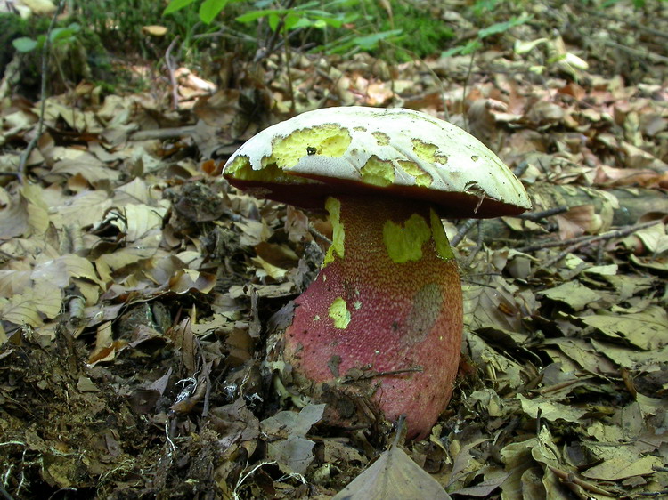 Boletus rhodoxanthus Bild 6