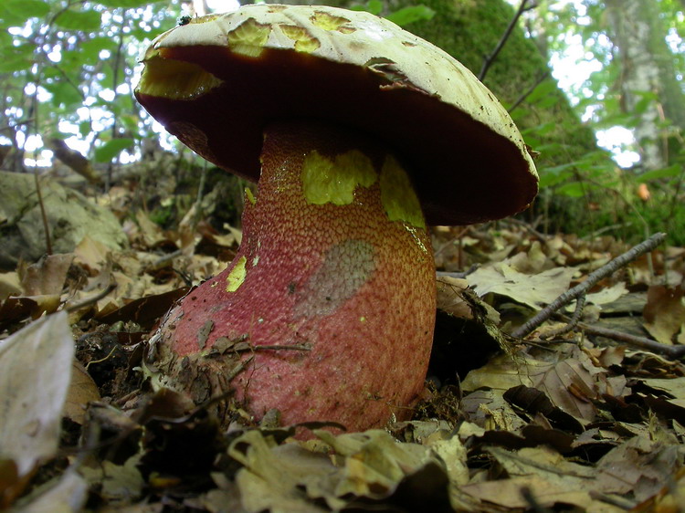 Boletus rhodoxanthus Bild 7