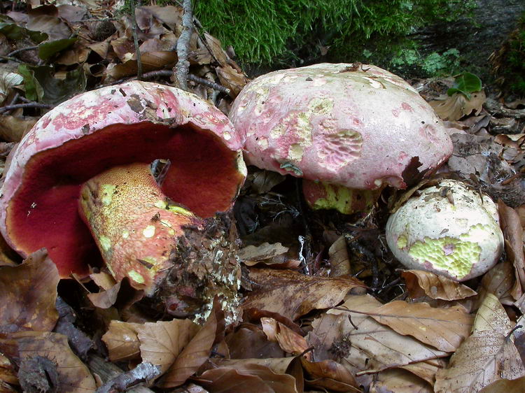 Boletus rhodoxanthus Bild 8
