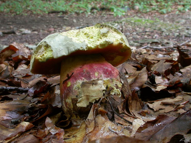 Boletus satanas Bild 1