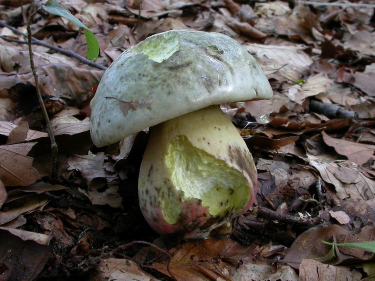 Boletus satanas Bild 1