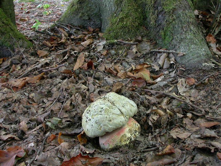 Boletus satanas Bild 5