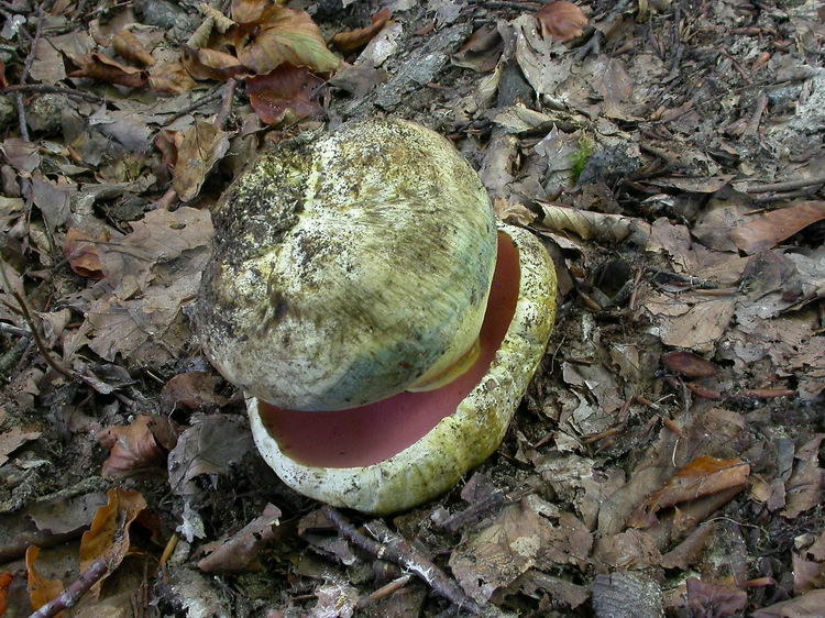 Boletus satanas Bild 6