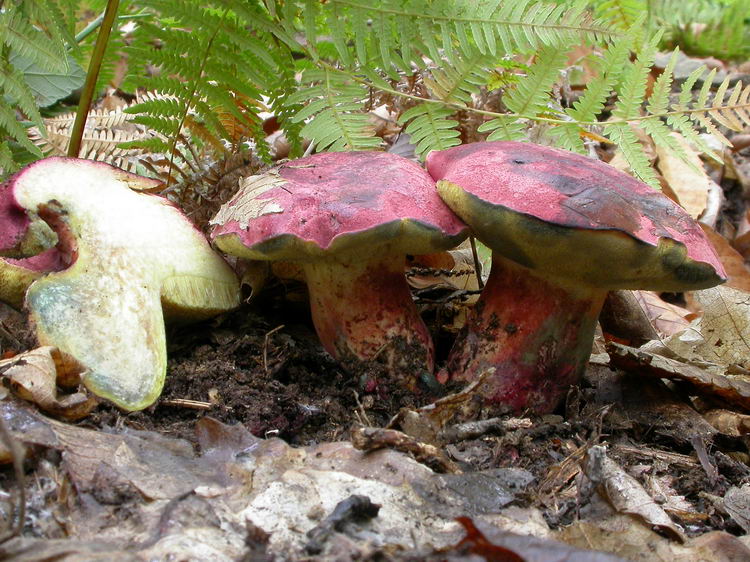 Boletus spretus Bild 2