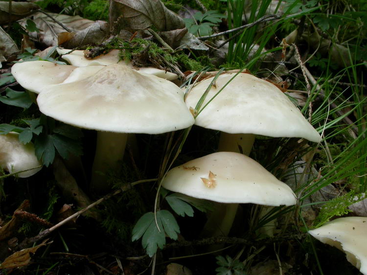 Calocybe gambosa Bild 1