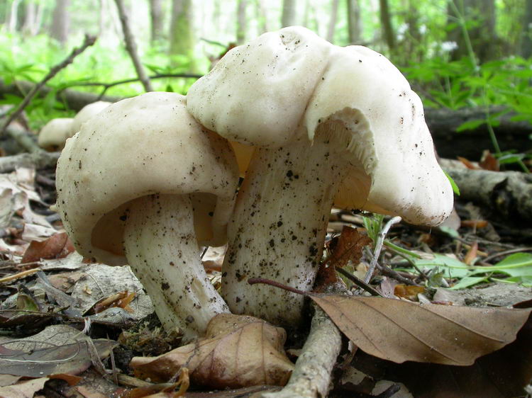 Calocybe gambosa Bild 2