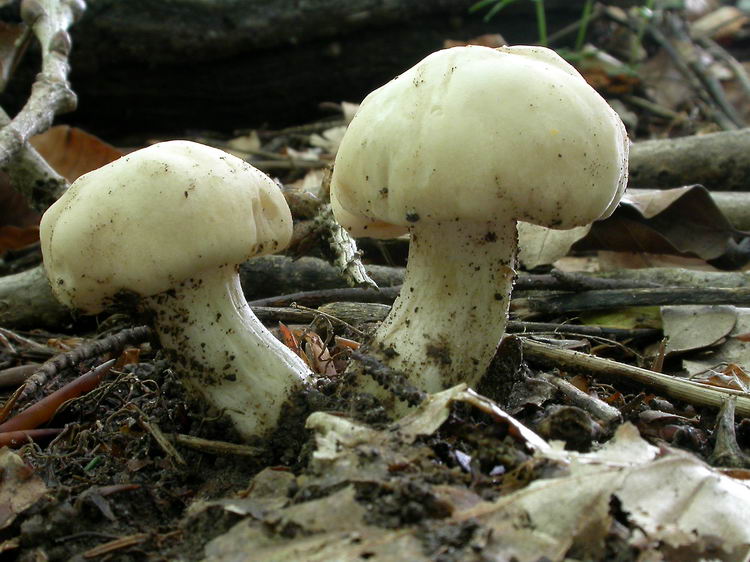 Calocybe gambosa Bild 3