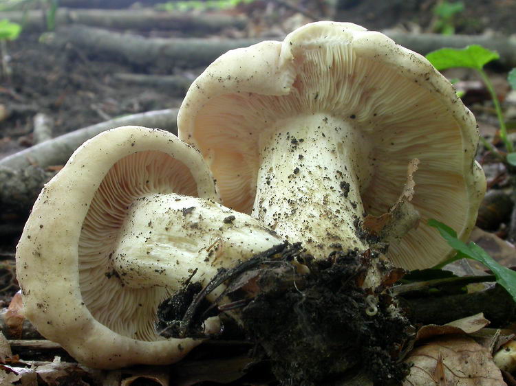 Calocybe gambosa Bild 4